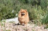 SPITZ ALLEMAND 002